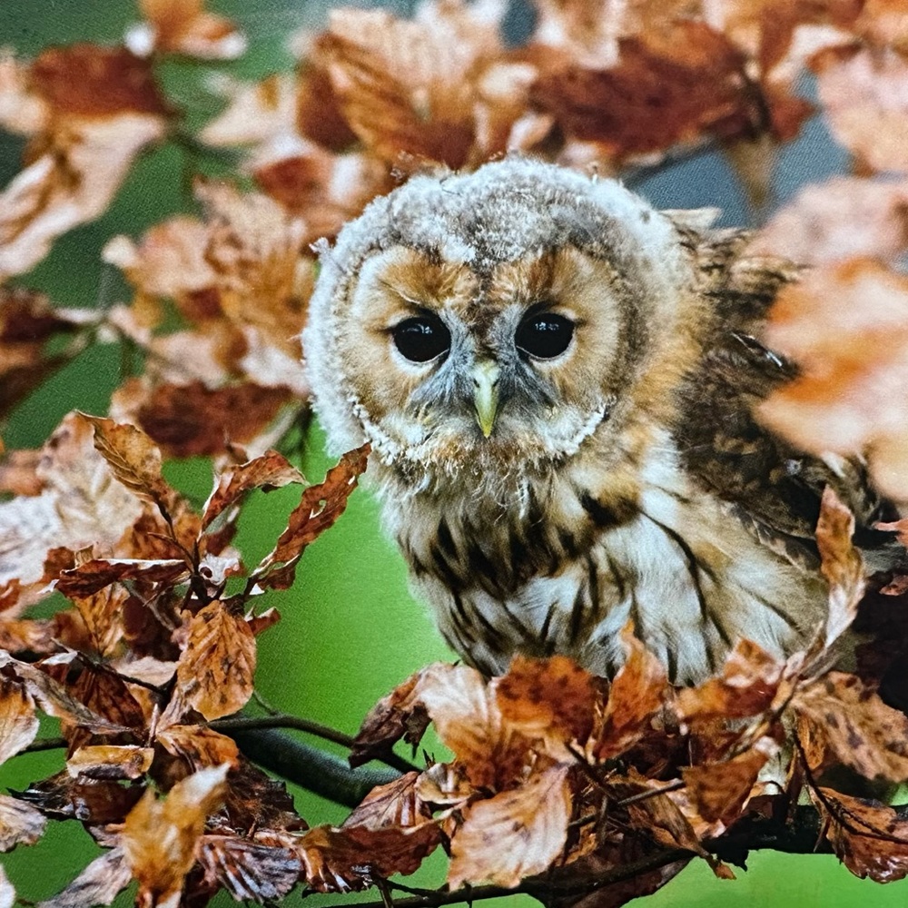 Meet your Posher, Sharon